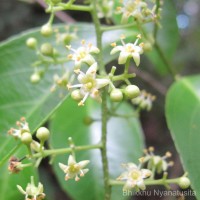 Celastrus paniculatus Willd.